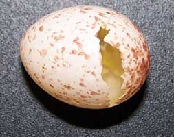 broken_egg_hosp.jpg