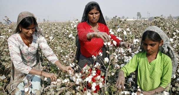 cottonfieldre-6081.jpg