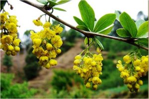 Sumbloo-Flowers-Bunches-300x200.jpg