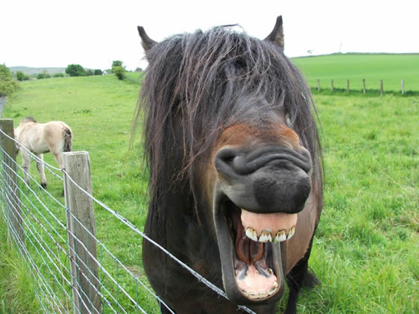 laughing-horse.jpg