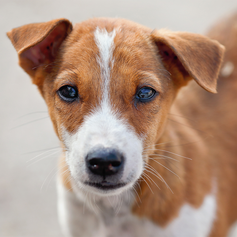 Indian_Street_Dog2.jpg