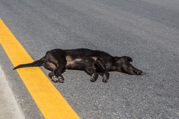 accident-on-road-toy-dog-600nw-340497179.jpg