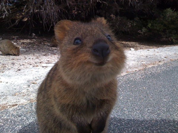 quokka2.jpg