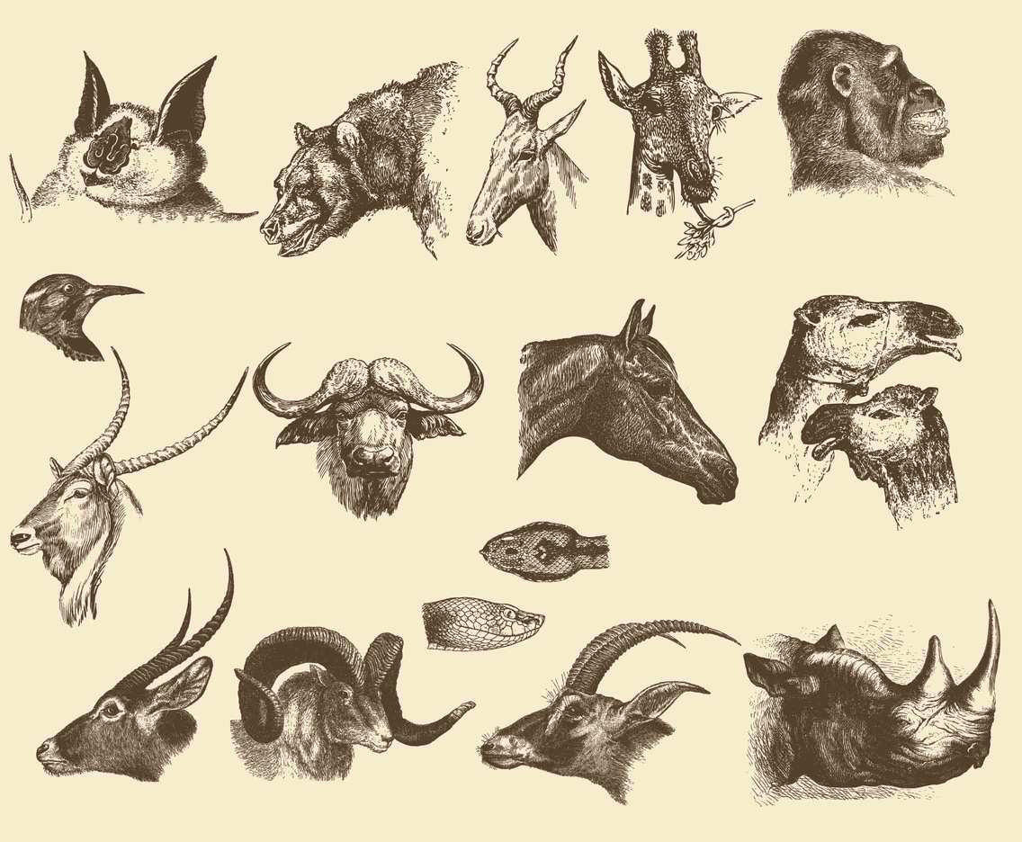 Animal-Heads.jpg