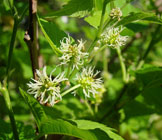 mulberry-flowers.jpg