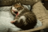 tumblr_lek75j9PWR1qakx30.gif