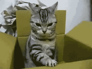tumblr_lvclsgBlDW1qbunx5.gif