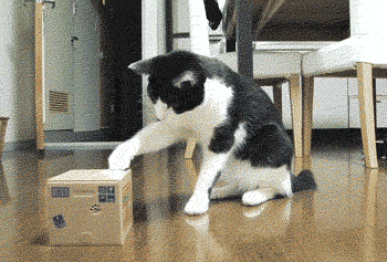 tumblr_mg2q08NUGZ1s2pi0fo1_400.gif