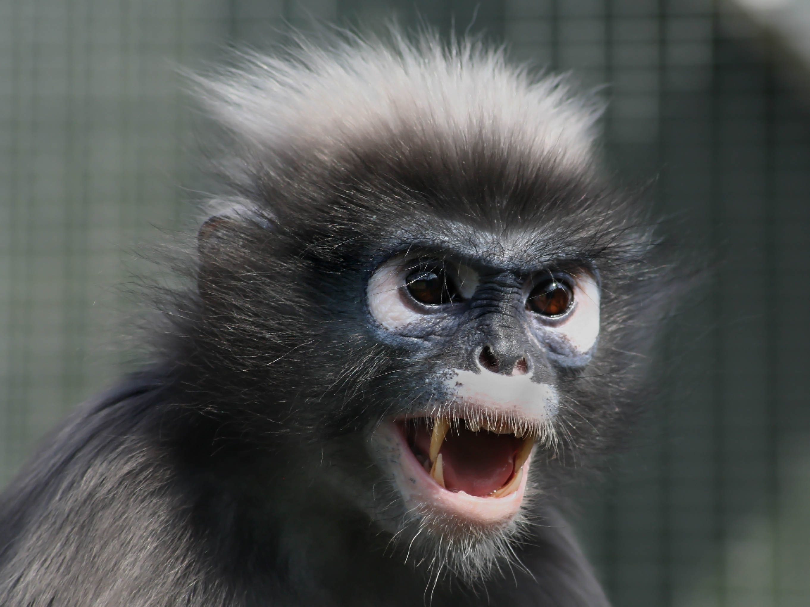 Spectacled-langur.jpg