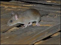 _42840045_230rat.jpg