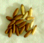 chilgoza-pine-nuts.jpg