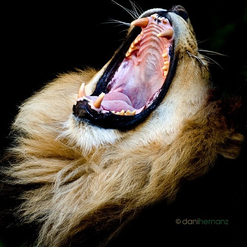 animals-faces-lion.jpg