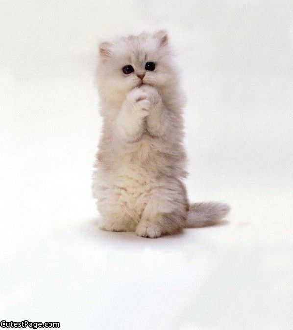 Pretty_Please_Cat.jpg