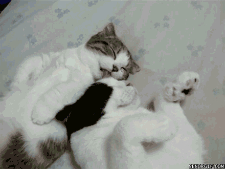 cat-kitty-katze-animated-gif-couple-snuggle.gif