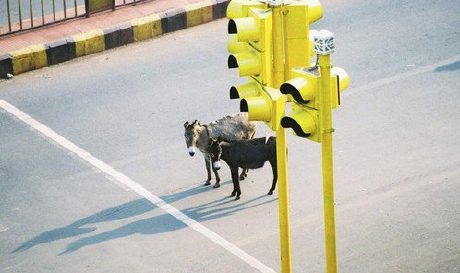 donkeys-red-light.jpg