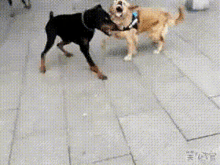 capoeira-dog-fight.gif