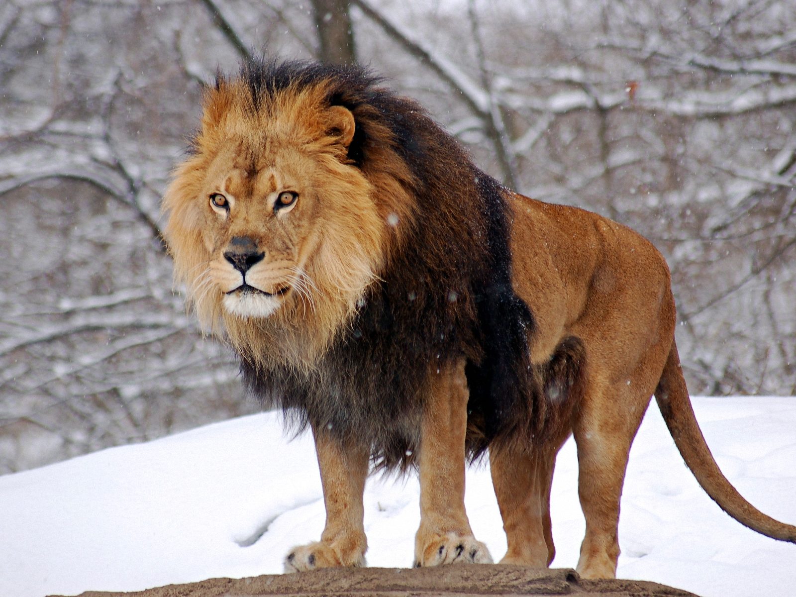 Wild-Lion.jpg