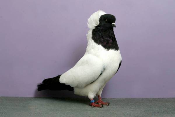 Pigeons-026.jpg