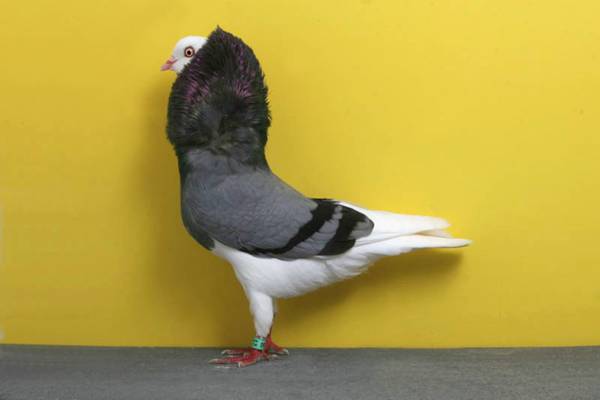 Pigeons-006.jpg