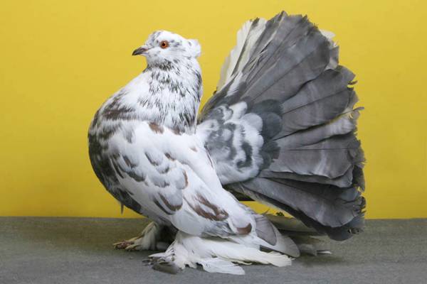 Pigeons-002.jpg
