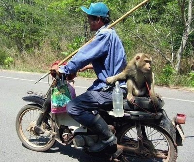 monkey-riding-motorbike-animals.jpg