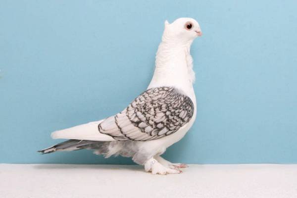 Pigeons-029.jpg