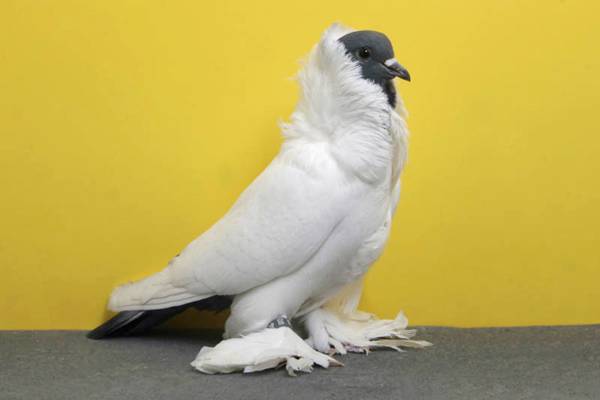 Pigeons-021.jpg