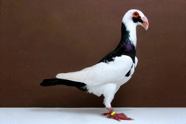 Pigeons-028.jpg