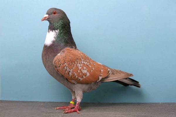 Pigeons-020.jpg