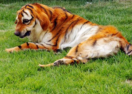 tiger-dog_1652004c.jpg