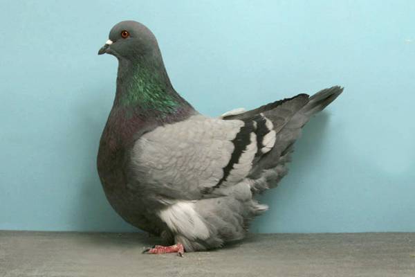 Pigeons-023.jpg