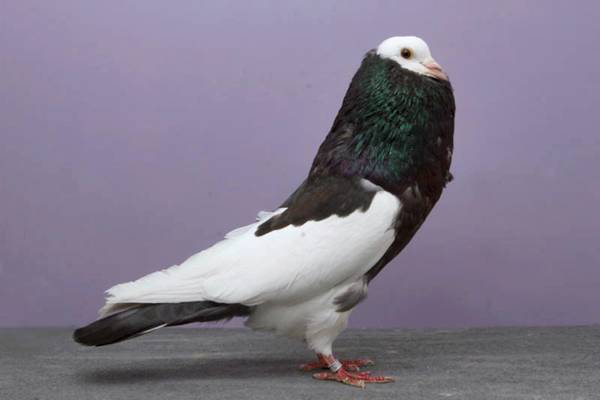 Pigeons-018.jpg