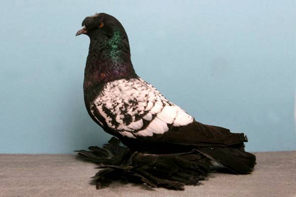 Pigeons-014.jpg