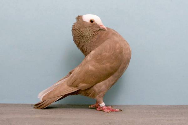 Pigeons-025.jpg