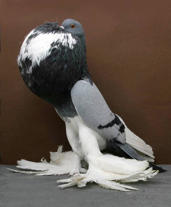 Pigeons-004.jpg