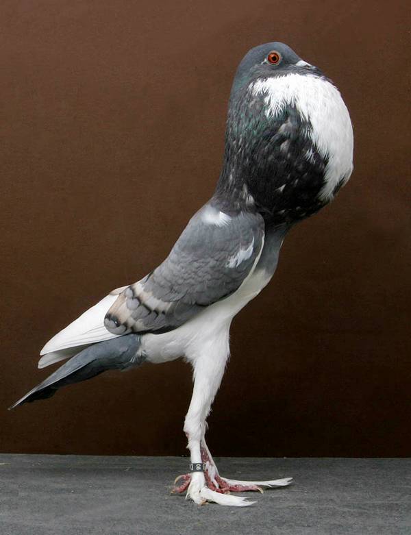 Pigeons-030.jpg