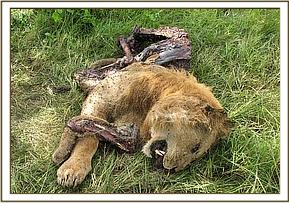 dead-lion-via-david-sheldrick-wildlife-trust.jpg