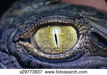 close-up-nile-crocodile_%7Ex29773937.jpg