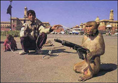 monkey-jihad.jpg