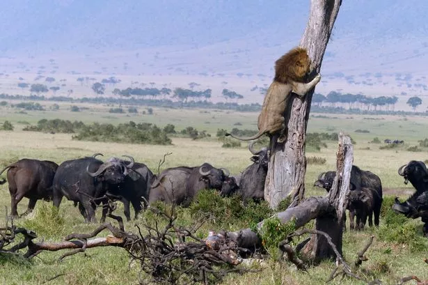 Lion-Kenya.jpg