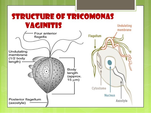 trichomonas-vaginalis-6-638.jpg