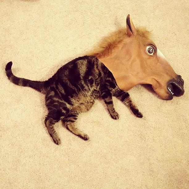cat-horse-head-mask-horse-kitten-1363043792i.jpg