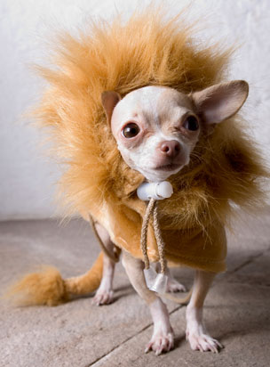 the-lion-dog.jpg