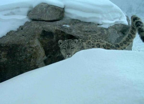 afghan-snow-leopard-snow-110714-02_162956.jpg