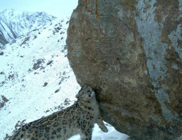 afghan-snow-leopard-rock-110714-02_162928.jpg