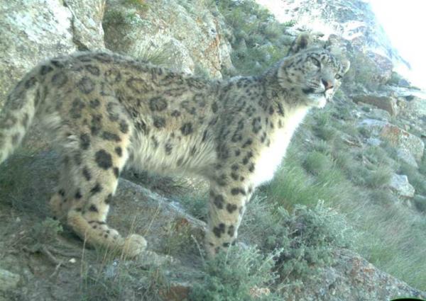 afghan-snow-leopard-close-110714_162844.jpg
