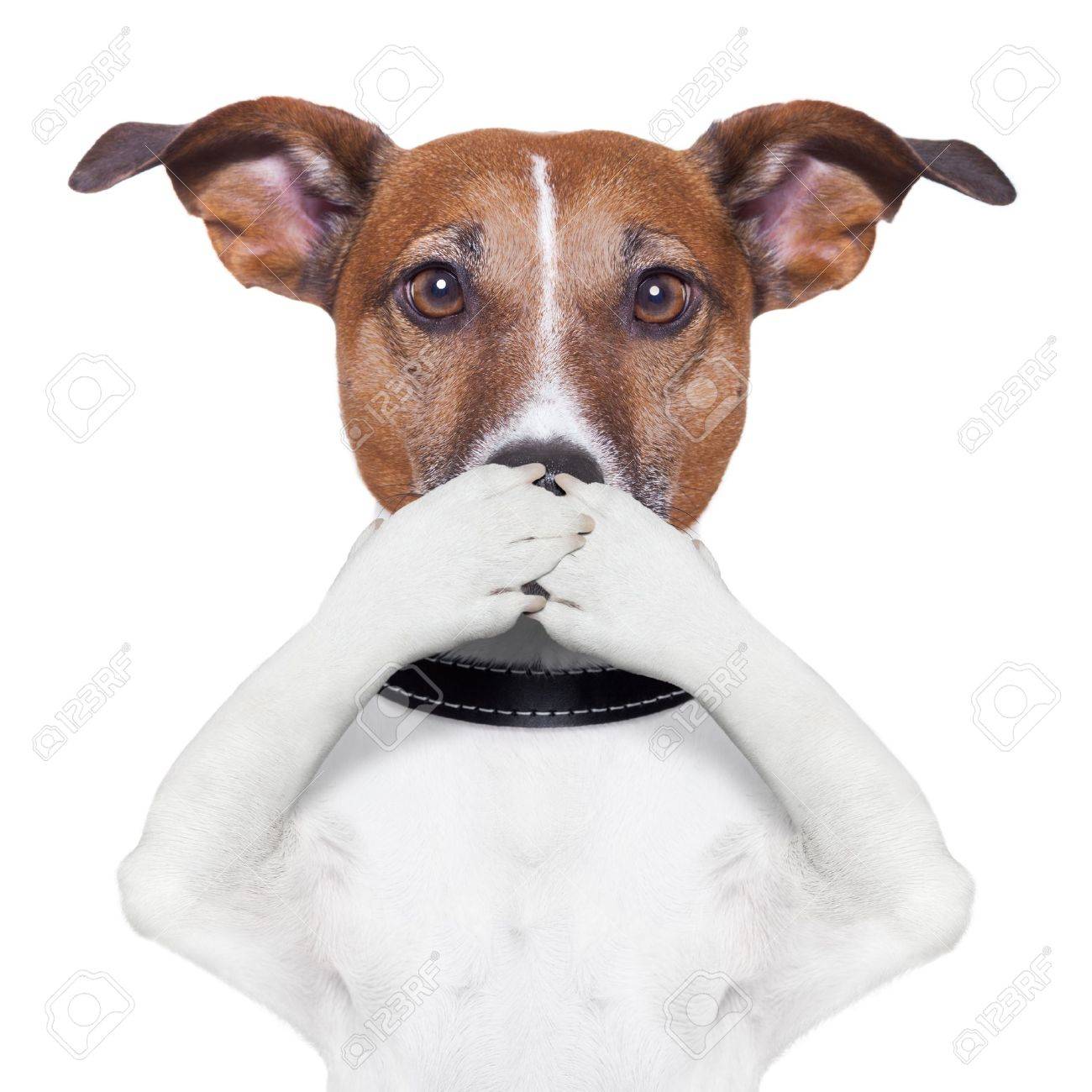 16901271-covering-the-mouth-dog-with-paws-Stock-Photo-dog-silence-no.jpg