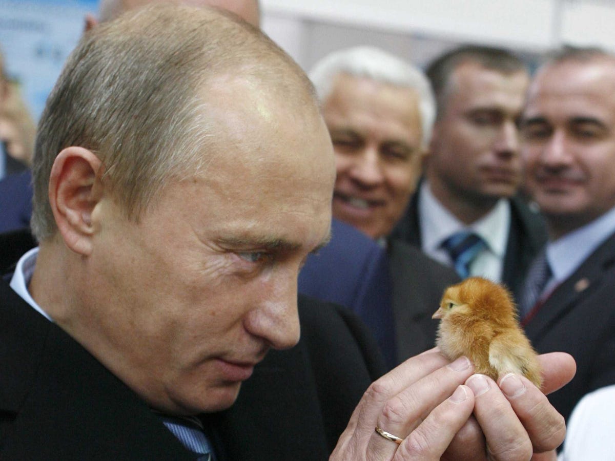 putin-stares-down-a-young-chick-at-an-agricultural-exposition.jpg