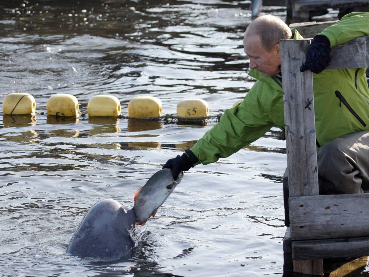 he-also-has-found-ways-to-help-scientists-tag-creatures-without-shooting-them-here-he-feeds-a-beluga-whale-name-dasha.jpg