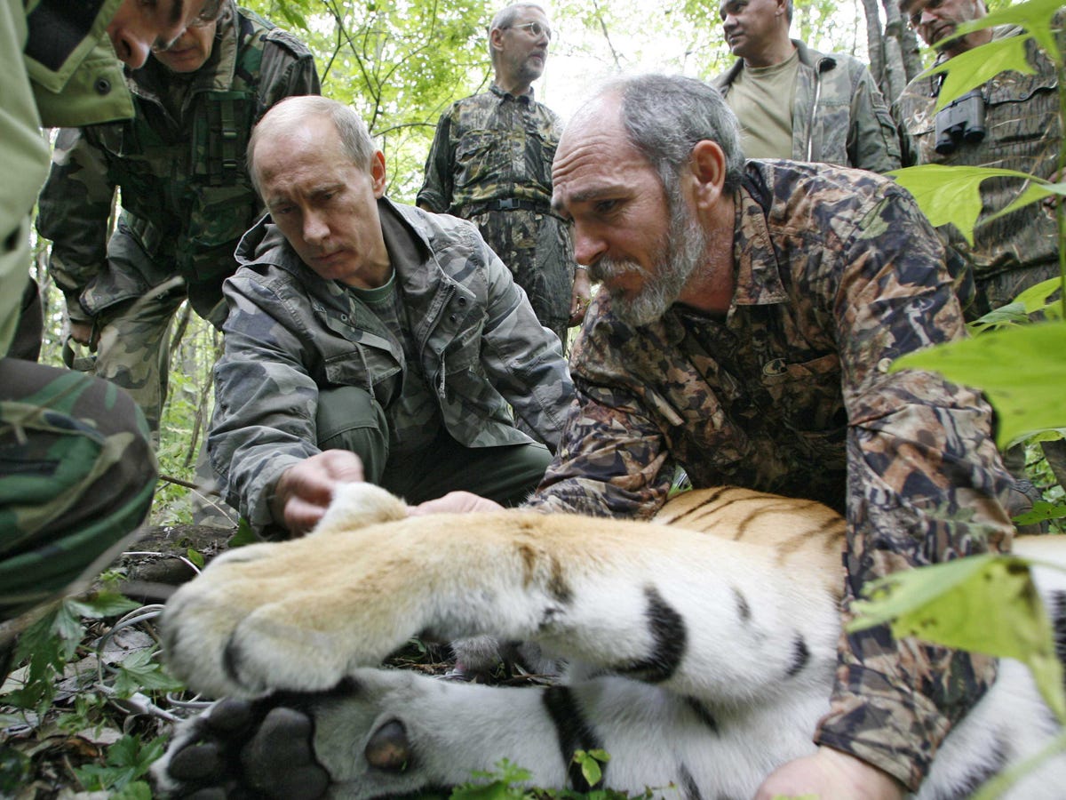 he-shot-a-tiger-with-a-tranquilizer-dart-which-allowed-the-researchers-to-tag-the-big-cat-with-a-satellite-tracker.jpg